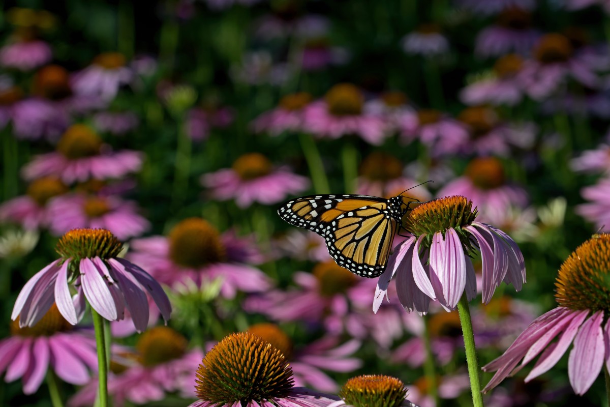 Monarch butterfly in a sea of Echinacea flowers. The monarch is a milkweed butterfly in the family Nymphalid and is threatened by severe habitat loss in much of the USA.