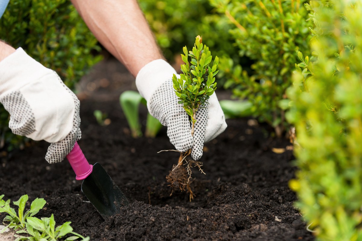 Planting a seedling. Close-up image of male hands in glovers holding green plant